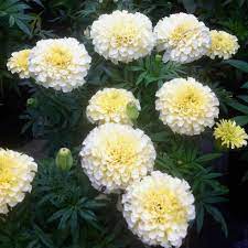 Cream Marigold Flower Seeds for Planting - 100 pcs