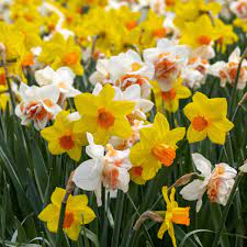 Mixed Colour Narcissus Flower Seeds for Planting 100 pcs