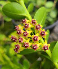 Lime Green Maroon Hoya Carnosa Flower Seeds for Planting - 100 pcs