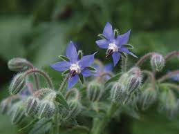 Blå Borage Blomsterfrø til udplantning, Friske, 100 stk