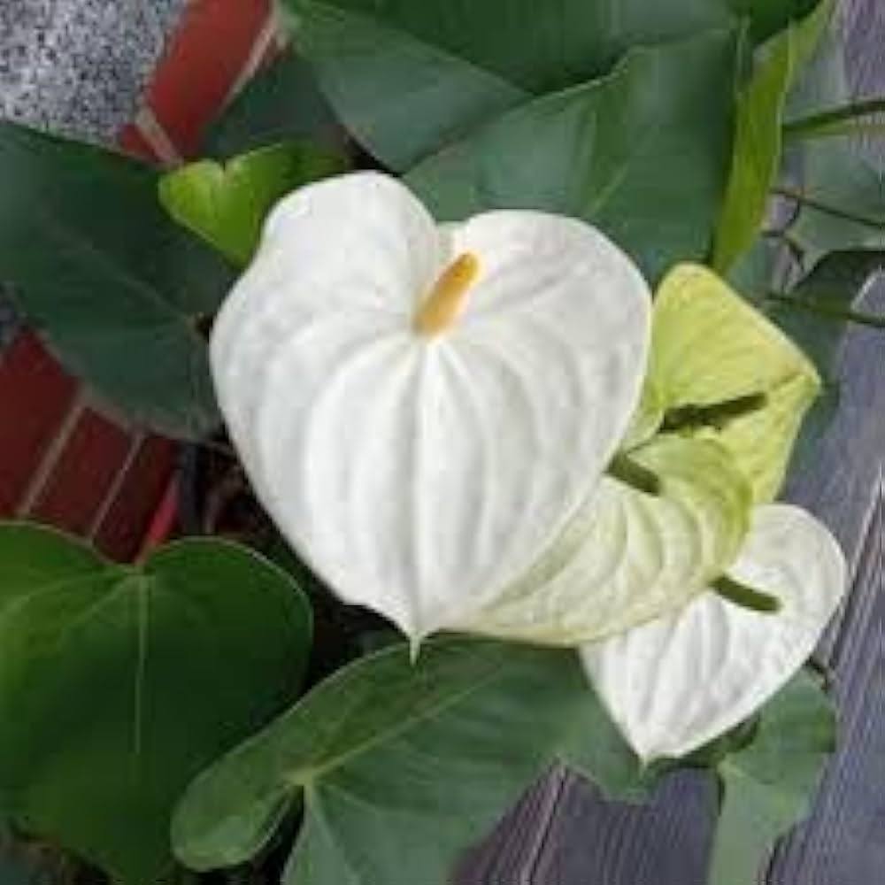 Heirloom Non-GMO Anthurium Andraeanum White Flower Seeds for Planting – Exotic Anthurium Seeds