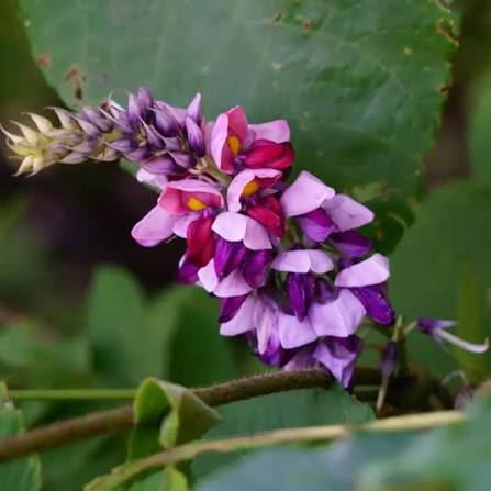 Japanese Kudzu Pueraria Lobata Seeds for Planting