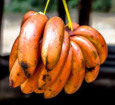 Banana Fruit Seeds for Planting - Orange Variety for High-Yield Gardens