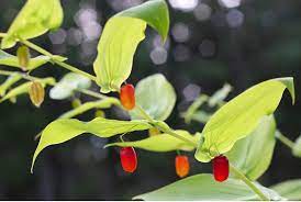 Watermelon Berry Fruit Seeds for  Planting - Juicy and Sweet Homegrown Treats, Non-GMO Seeds