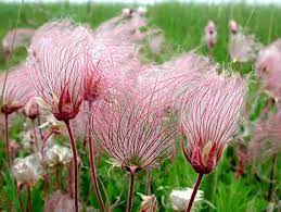 Prairie Flower Seeds for Planting – Heirloom, Non-GMO Wildflower Mix for Pollinator-Friendly Gardens