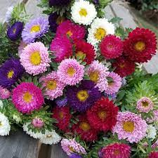 Mixed Aster Flower Seeds for Planting, 100 pcs