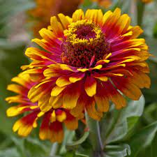 Yellow Pink Zinnia Flower Seeds for Planting
