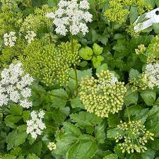 Scotch Lovage (Ligusticum scoticum) Plant Seeds for Plantin-Heirloom & Non-GMO Seeds for planting