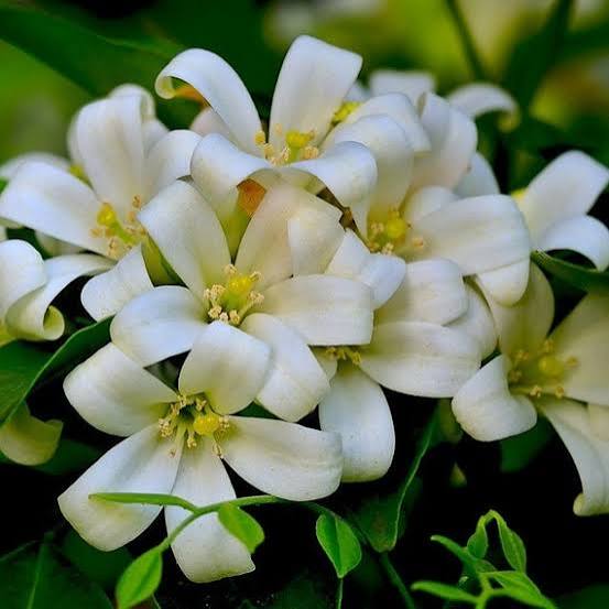 Orange Jasmine Murraya paniculata flower seeds