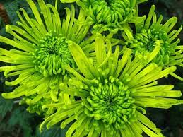 Light Green Aster Flower Seeds for Planting - 100 pcs