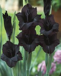 Black Gladiolus Flower Seeds for Planting - 100 pcs