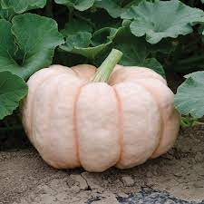 Pink Pumpkin Porcelain Vegetable Seeds for Planting – Heirloom, Non-GMO, Organic Garden Seeds with High Germination