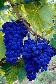 Blue Grape Fruit Seeds for Planting - Crisp, Refreshing Blue Grapes for Home Vines