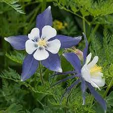 Light Blue White Aquilegia Flower Seeds for Planting - 100 pcs