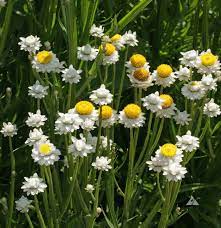 Winged Everlasting (Ammobium alatum) Flower Seeds for Planting – Papery Blooms for Dried Floral Use, Non-GMO