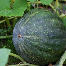 green pumpkin seeds to plant Green Pumpkin Seeds for Planting – Fresh Vegetable for Your Garden, Vegetable Seeds – Neeraseeds