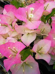 Thai Delight Bougainvillea Flower Seeds for Planting | Heirloom Non-GMO Organic Garden Seeds | High Germination