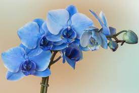 Blue Orchid Flower Seeds for Planting - 100 pcs