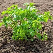 Parsley Plant Seeds for Planting - 100 pcs