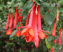 Orange Mix Fuchsia Blomsterfrø til udplantning - 100 stk