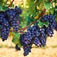 Concord Grapes Fruit Seeds for Planting - Delicious, Sweet Black Grapes for Homegrown Vines