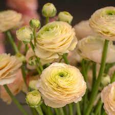 Ranunculus Friandine Lemon Flower Seeds for Planting - Heirloom & Non-GMO garden seeds