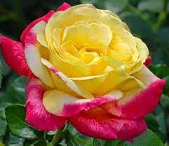 Yellow Pink Rose Flower Seeds for Planting - Heirloom, NON-GMO Seeds - Easy to Grow Garden Blooms