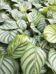 Calathea Orbifolia Flower Seeds for Planting - Heirloom & Non-GMO Organic Garden Seeds with High Germination