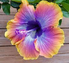 Mix Hibiscus Luna  Flower Seeds for Planting ,Heirloom Seeds -100 pcs