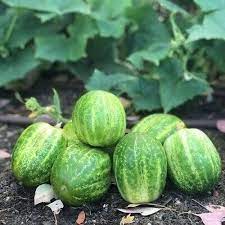 Richmond Green Cucumber Seeds for Planting – Heirloom, Non-GMO, Crisp &amp; Productive Variety