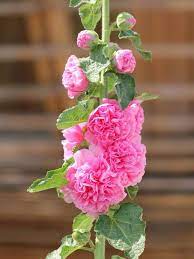 Baby Pink Hollyhock Flower Planting Seeds for Garden 100 pcs