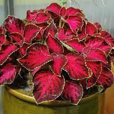Chocolate Covered Cherry red coleus Plant Seeds for Planting - Beautiful Blooms, heirloom seeds