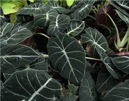 Black Caladium Flower Seeds for Planting - 100 pcs