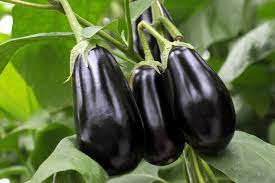 Organic Eggplantor Aubergine Zora Seeds for Planting