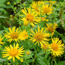 Enula Asteraceae blomsterfrø til plantning - 100 stk