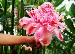 Pink Torch Ginger Flower Seeds for Planting - 100 pcs