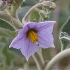 Solanum Blomsterfrø til udplantning, 100 stk