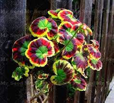 red red flower seeds