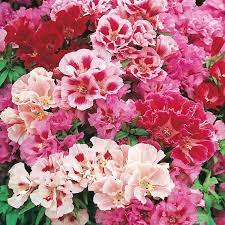 Godetia Grandiflora Monarch Mix  Flower Seeds for Planting - 100 pcs