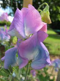 Sweet Pea 'Turquoise Lagoon' Flower Seeds for Planting – Fragrant Heirloom Non-GMO Garden Seeds