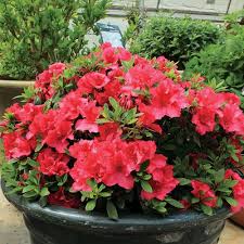 white red flower seeds