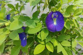 Clitoria Flower Seeds for Planting 100 pcs