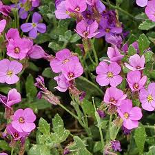 Soft Pink Rock Cress Flower Seeds for Planting – Heirloom, Non-GMO, High Germination Ground Cover Garden Seeds
