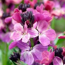Wallflower Sunset Flower Seeds for Planting – Heirloom &amp; Non-GMO Fragrant Blooms for Borders, Pollinator Gardens &amp; Cottage Landscapes