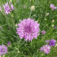 Lilla Centaurea blomsterfrø til udplantning, 100 stk