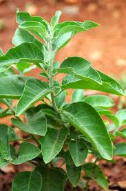 Orange Somnifera plantefrø til udplantning - 100 stk