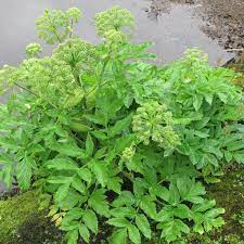 Angelica (Angelica archangelica) Seeds for Planting – Heirloom, Non-GMO Medicinal Herb Seeds for Aromatic & Healing Gardens