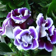 Hvid lilla brasilianske Gloxinia blomsterfrø til plantning 100 stk