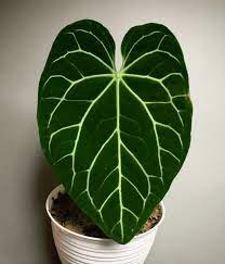Anthurium Magnificum Plant Seeds for Planting – Heirloom Non-GMO, High Germination Organic Garden Seeds