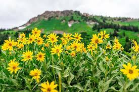yellow auffalliges flower seeds